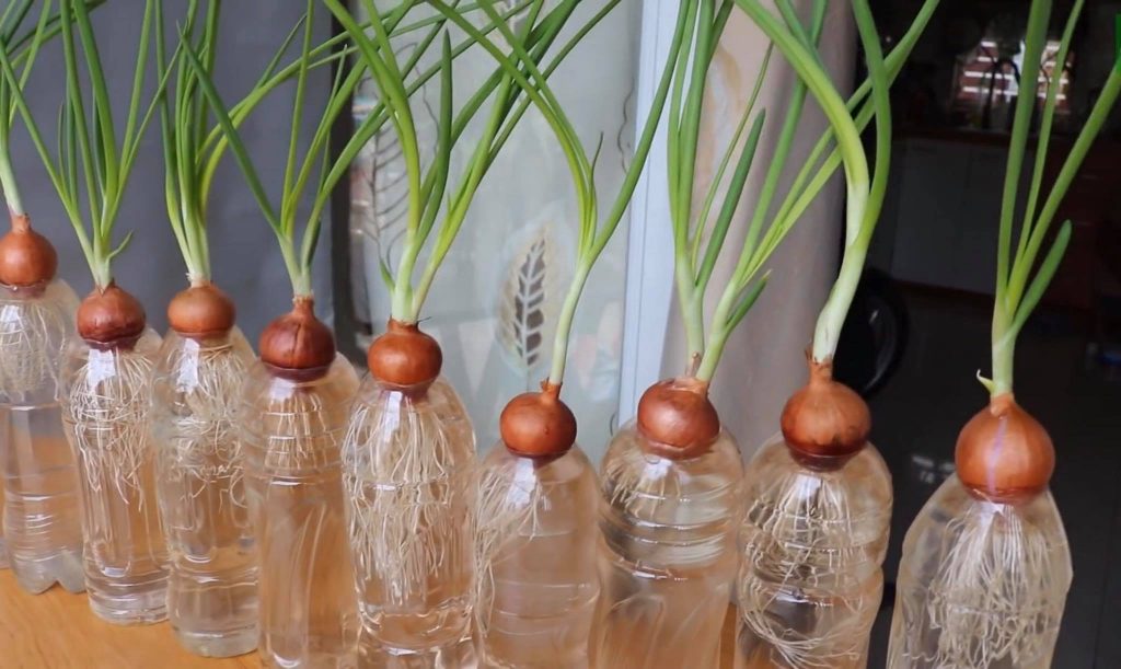 Cách trồng hành trong chai nhựa
